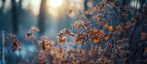 Winter sky behind a withered plant. photo