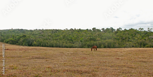 brown horse in pasture alone eating grass