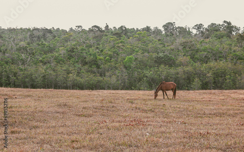 brown horse in pasture alone eating grass