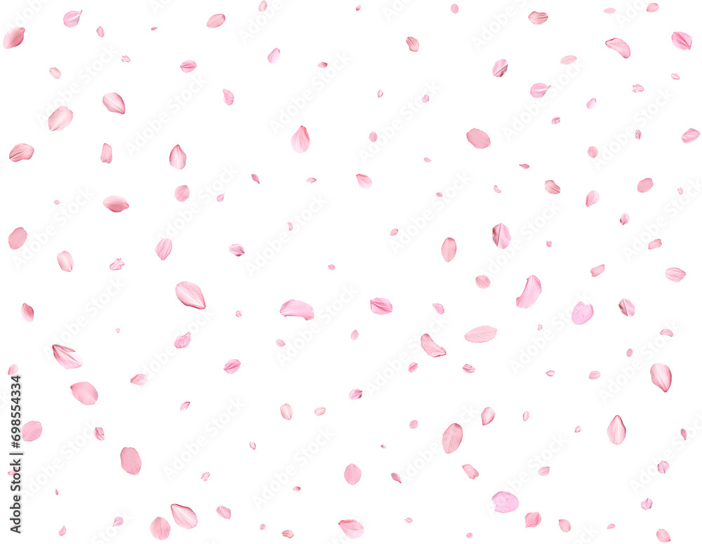 Pink Spring Japanese Cherry petals.