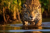 Female Jaguar In Brazilian Pantanal, South America