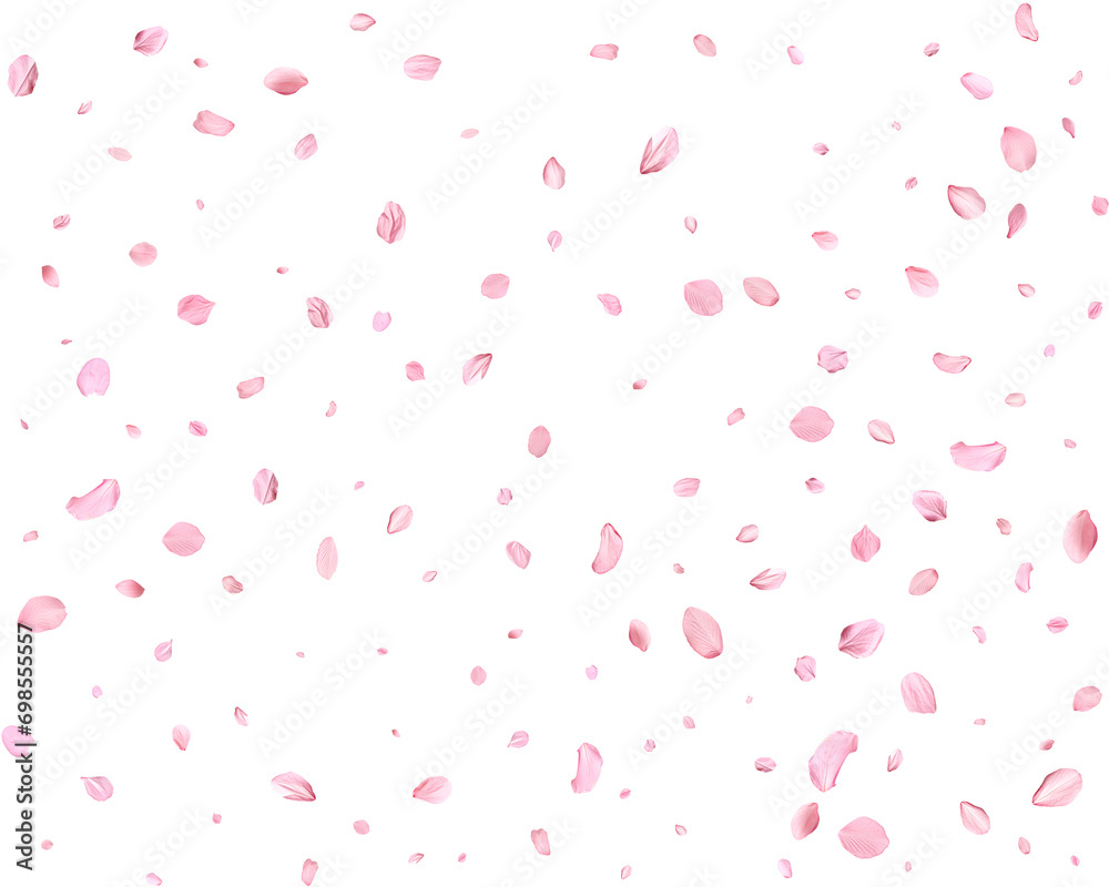 Pink Spring Japanese sakura petals. Pink Spring Japanese sakura petals.
