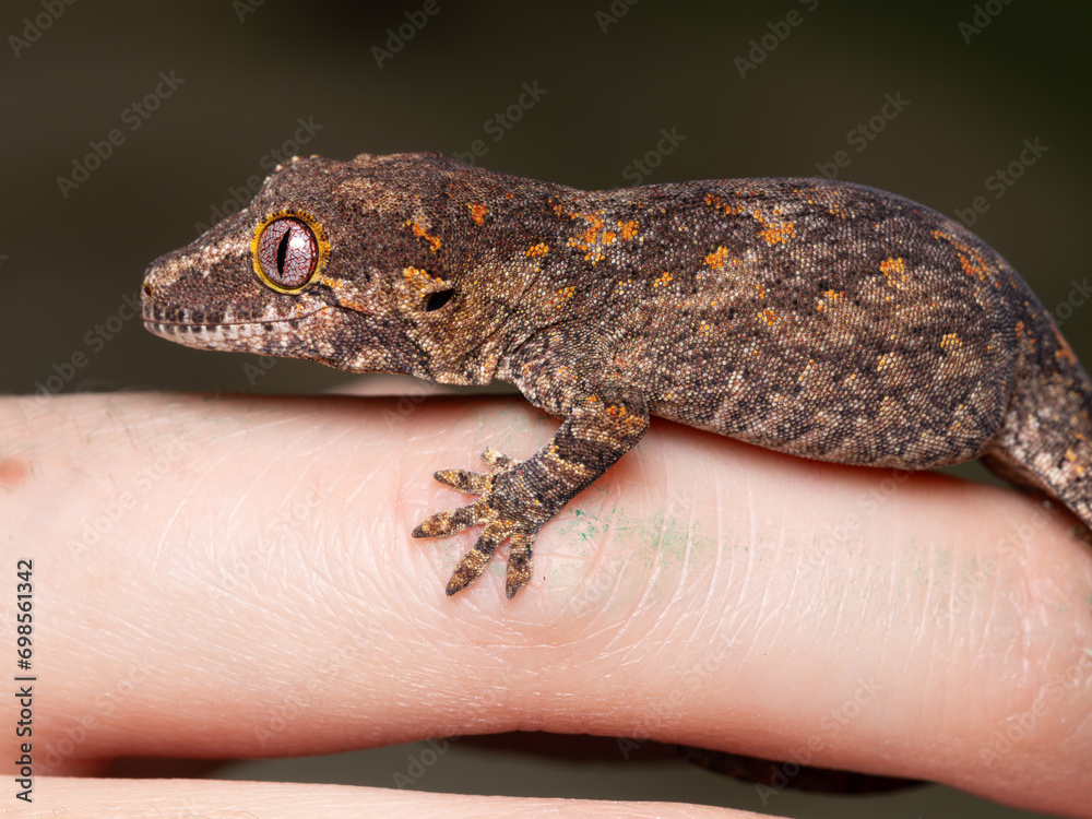 Obraz premium baby gargoyle gecko 