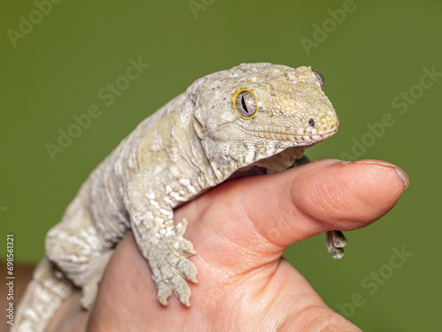 Leachianus Gecko, Rhacodactylus leachianus, Leachie