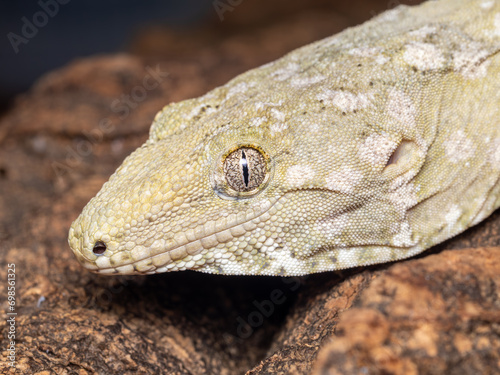 Leachianus Gecko, Rhacodactylus leachianus, Leachie