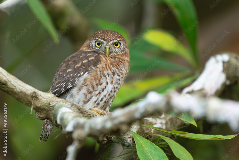 Cuban pygmy owl - Glaucidium siju perched at green background. Photo from Playa Larga in Cuba. Cuban pygmy owl is endemic cuban bird, owl. Copy space on right side. Cuban pygmy owl - Glaucidium siju perched at green background. Photo from Playa Larga in Cuba. Cuban pygmy owl is endemic cuban bird, owl. Copy space on right side.