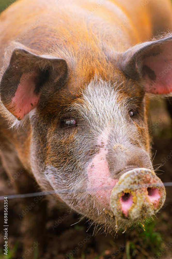 Fototapeta premium close-up vertical portrait of pietrain pig in his pigsty looking at the camera. Farm animals and rural economy