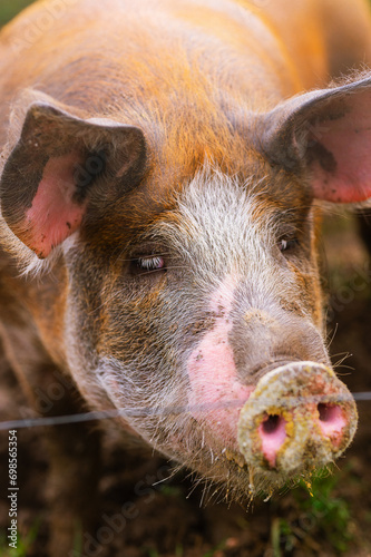 close-up vertical portrait of pietrain pig in his pigsty looking at the camera. Farm animals and rural economy