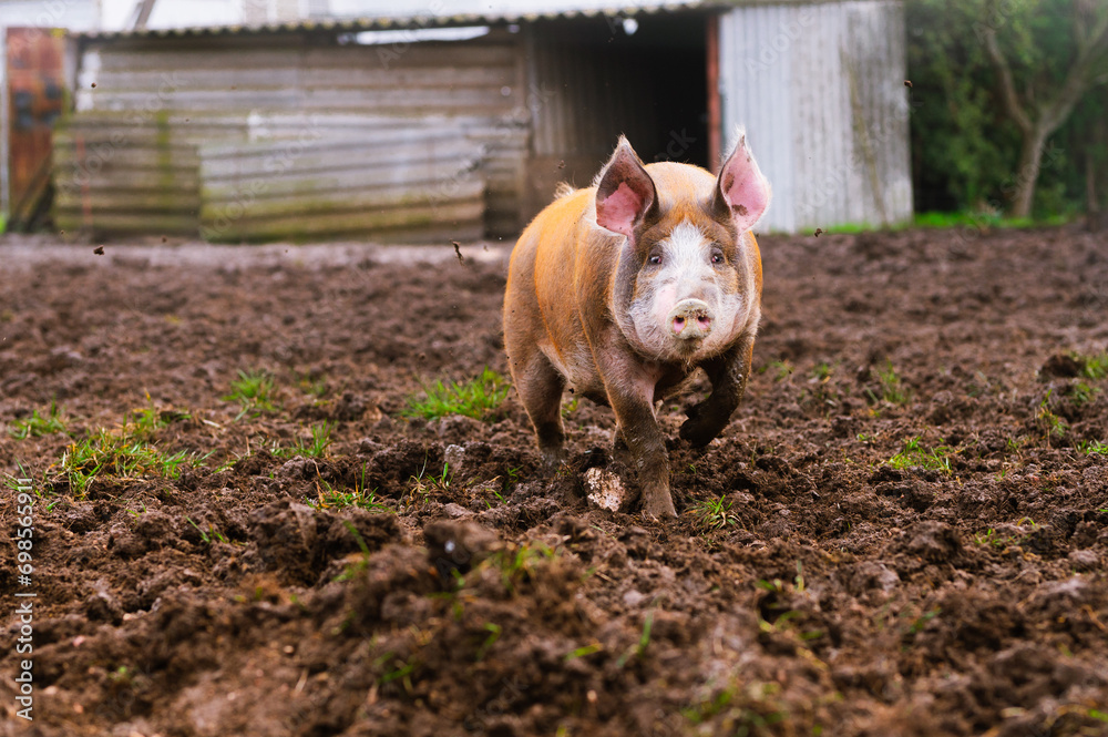 pietrain pig walking in the mud of his pigsty. Farm animals and rural economy pietrain pig walking in the mud of his pigsty. Farm animals and rural economy