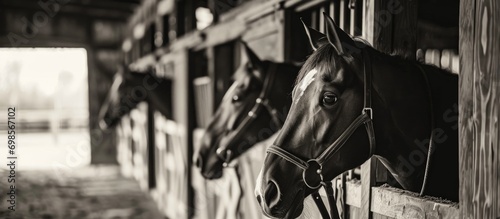 In the well-kept stables of a horse farm, horses peek out of their stalls.