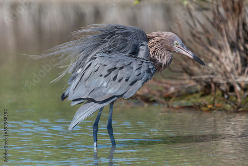 Photography Reddish egret - Egretta rufescens wading in water with raised feathers