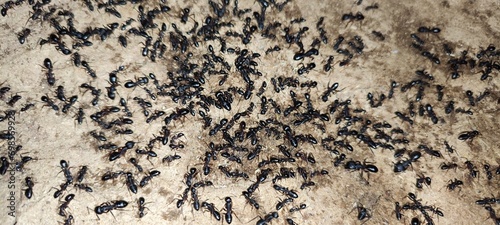 close up of a black ants