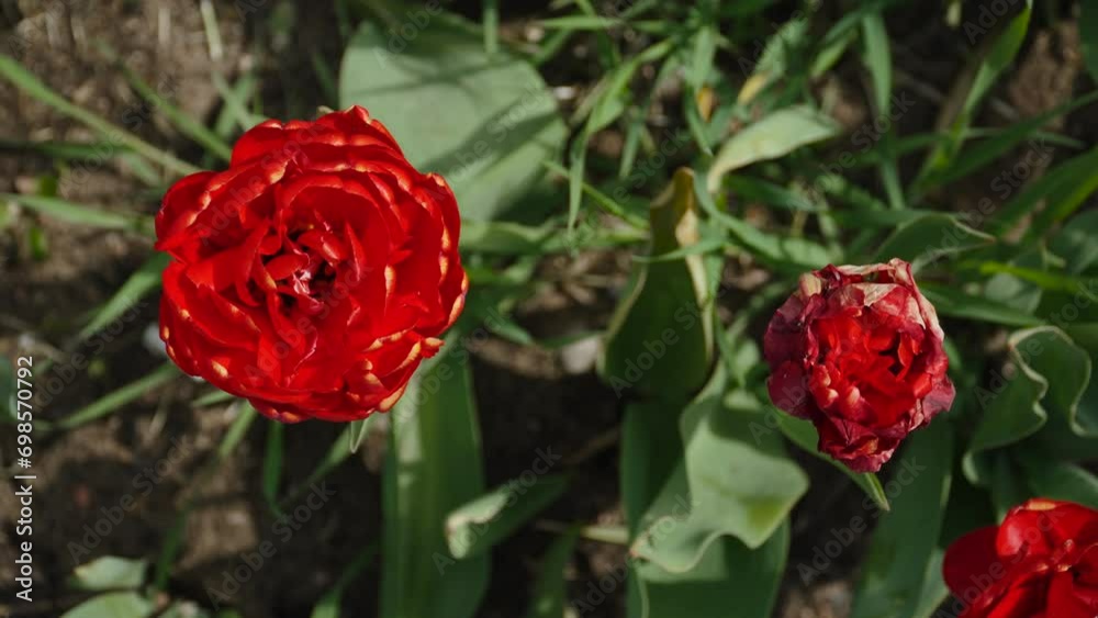 Vidéo Stock Contrast of blooming and fading flower in flowerbed, top view. Comfortable