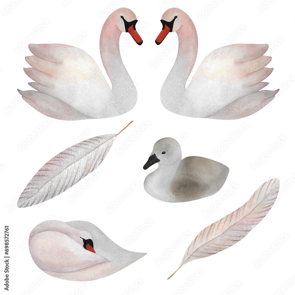 Obraz premium Watercolor white swans and pastel feathers Cute birds and cub For baby design wedding invitation postcard poster sticker poster baby decoration logo wrapping paper wallpaper print Scrapbooking Avian