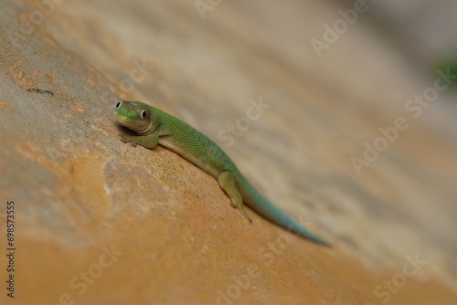 Beautiful emerald green day gecko smiling with blue eyes 