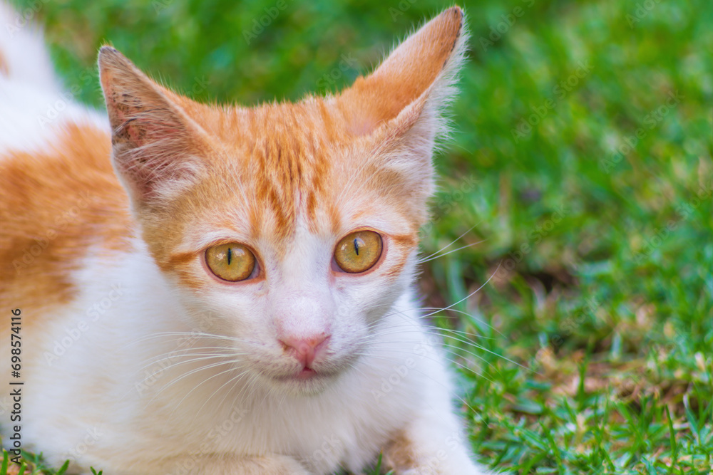 Funny white and ginger kitten looking at camera confused while lying on green grass