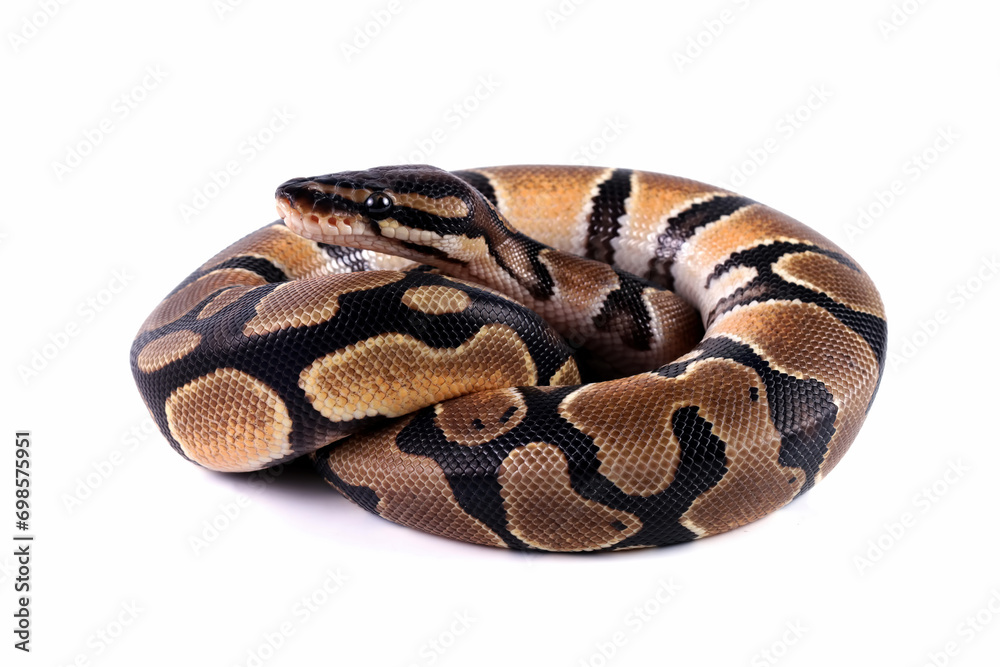 Obraz premium Ball python snake isolated on white, close-up head and skin, python regius