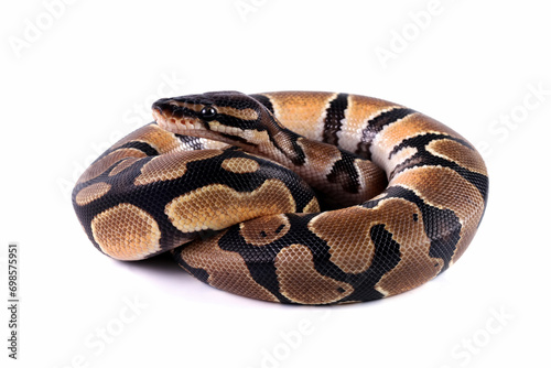 Ball python snake isolated on white, close-up head and skin, python regius