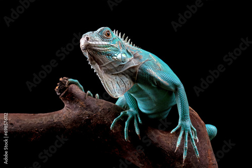 Blue Iguana closeup on branch  blue Iguana Cyclura Lewisi