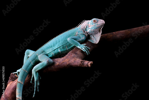 Blue Iguana closeup on branch, blue Iguana Cyclura Lewisi