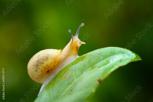 Little snail on a leaves, small animals as plant pests