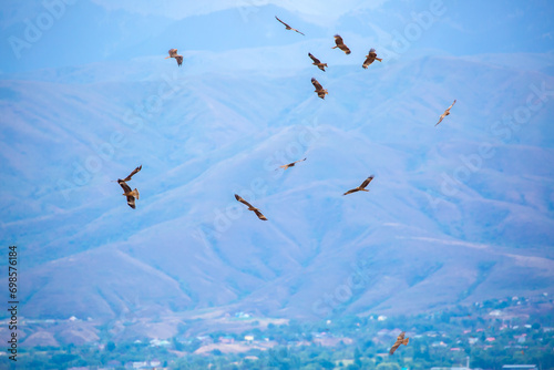 A flock of eagles flying over the city. Golden eagles in free flight. Wild birds of prey have gathered in a flock and are flying above the ground. photo