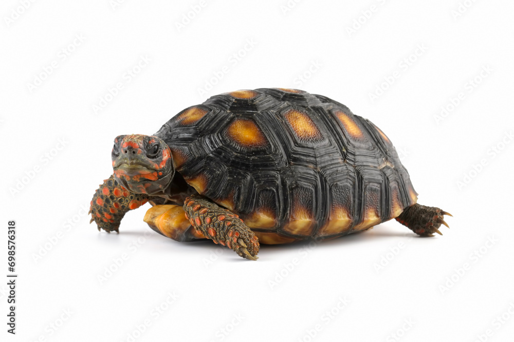 Cherry head red-footed tortoises isolated on white, Chelonoidis carbonarius Cherry head red-footed tortoises isolated on white, Chelonoidis carbonarius