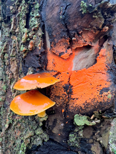 Orange mushrooms on a tree trunk with orange paint