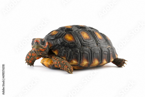 Cherry head red-footed tortoises isolated on white, Chelonoidis carbonarius