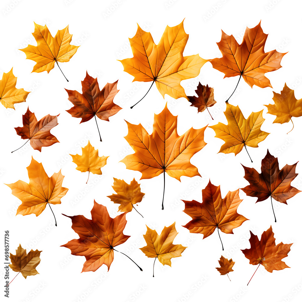 falling autumn maple leaves isolated on transparent background Generative AI
falling autumn maple leaves isolated on transparent background Generative AI