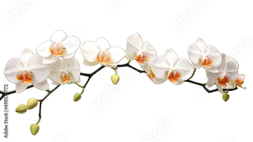 Orchid branches isolated on white png transparent background