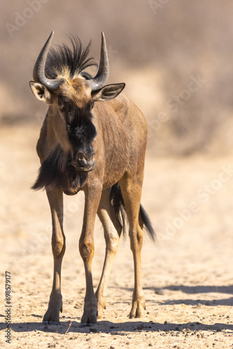 A Blue wildebeest (Blouwildebees) (Connochaetes taurinus) approaching the water hole at Cubitje Quap in the Kgalagadi Transfrontier Park, Kalahari