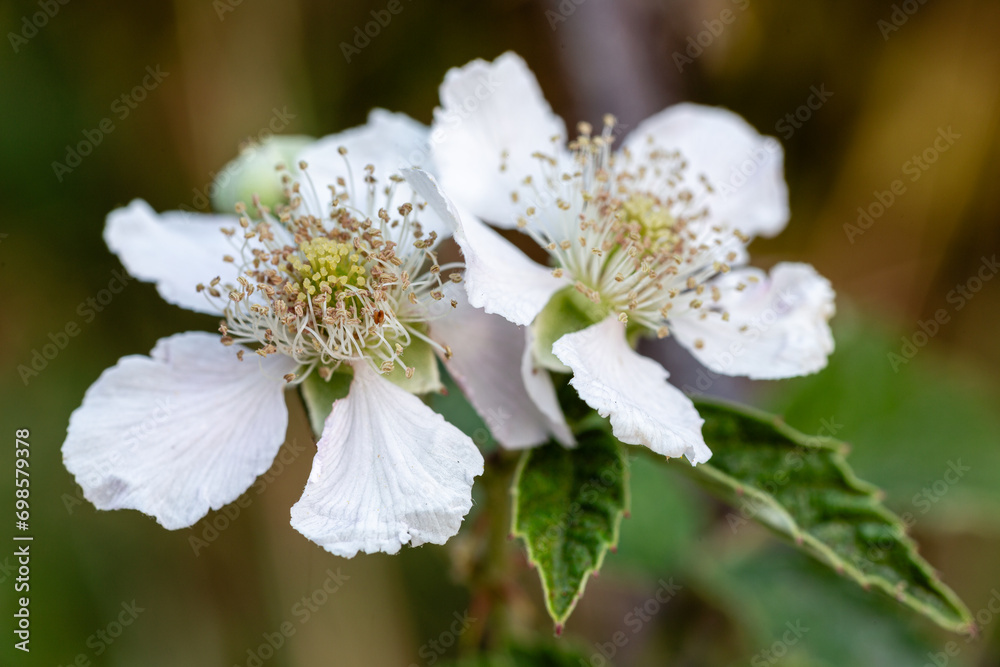 Rubus ulmifolius. Blackberry bush flowers with white petals.