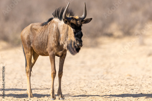 A Blue wildebeest (Blouwildebees) (Connochaetes taurinus) approaching the water hole at Cubitje Quap in the Kgalagadi Transfrontier Park, Kalahari photo
