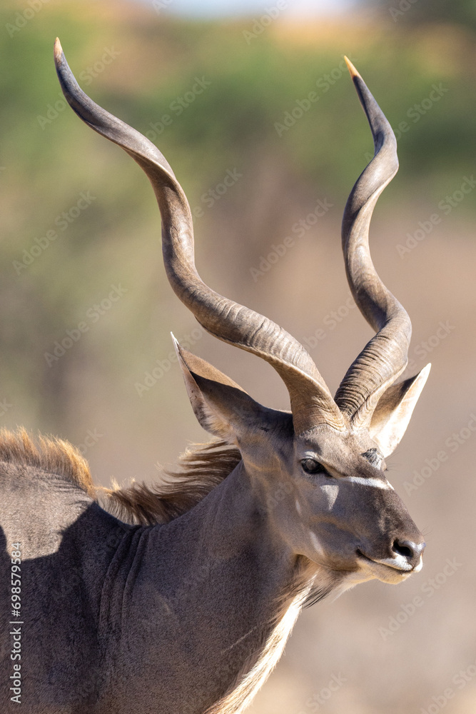 Fototapeta premium Large Kudu bull (Tragelaphus strepsiceros) the Kgalagadi Transfrontier Park, Kalahari