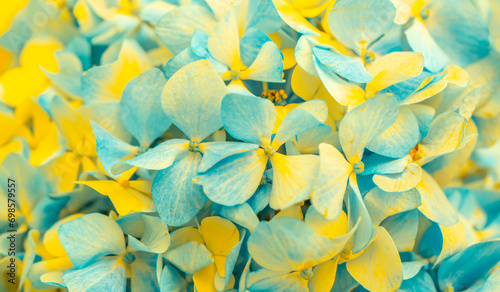Obraz na plátne Yellow-blue flowers close-up