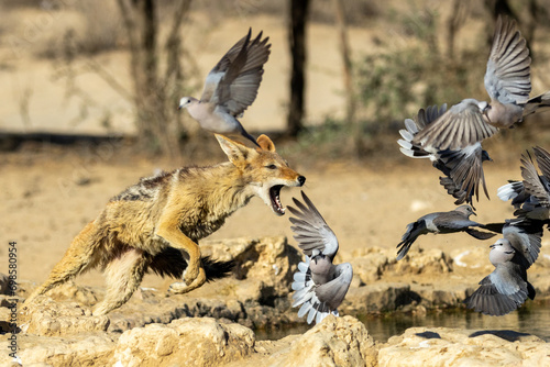 Black-backed jackal (Rooijakkals) (Lupulella mesomelas) hunting Ring-necked Doves (Gewone tortelduif) (Streptopelia capicola) at Cubitje Quap in the Kgalagadi Transfrontier Park, Kalahari
