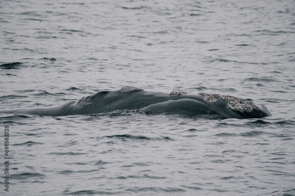 Fototapeta premium De paseo por Puerto Madryn, Chubut.