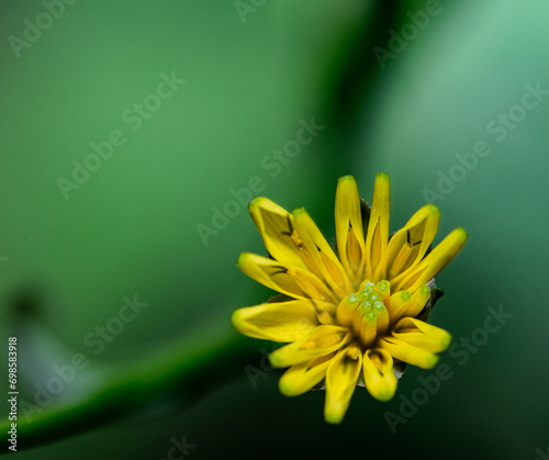 Żółty kwiat z zielonymi odcieniami, na zielonym tle. Widoczny cień łodygi, astrowate photo
