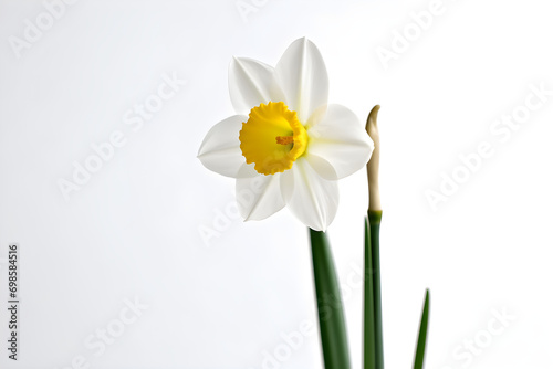 Daffodil white background - Generative AI