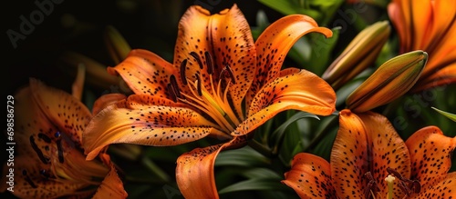 Summer bloom of Tiger Lily in orange and black.