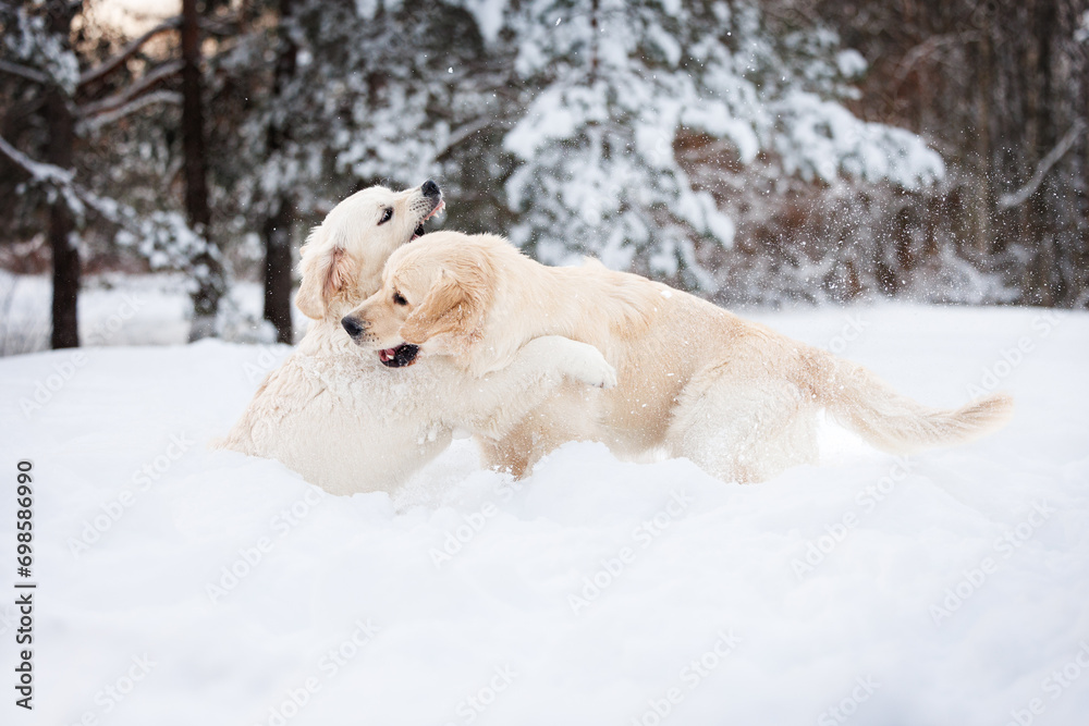two golden retriever dogs playing and biting each other in the snow