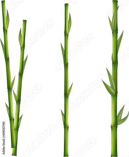 Bamboo tree leaf  plant stem and stick. Bamboo green and brown decoration elements in realistic style. Eps 10