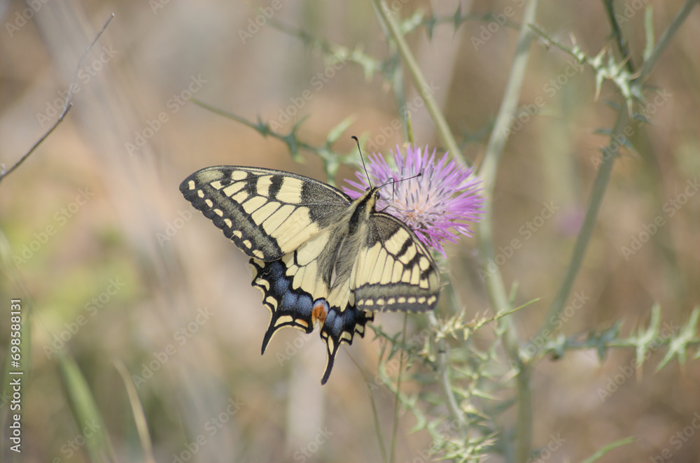 Obraz premium papillon machaon