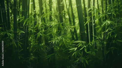 Beautiful bamboo forest with sunlight. AI generated.