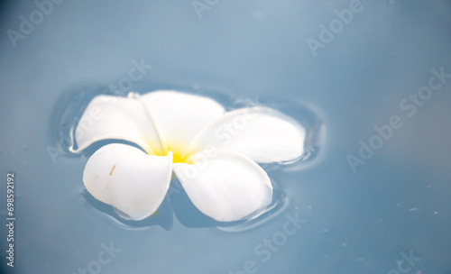 A Plumeria flower floats on the water in a pond. White tropical frangipani flower. Tropical landscape of beautiful plants and flowers. The concept of calm and tranquility. © Vera