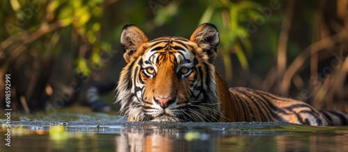 Male Bengal tiger, swimming and glancing sideways in Sundarban Tiger Reserve, India.