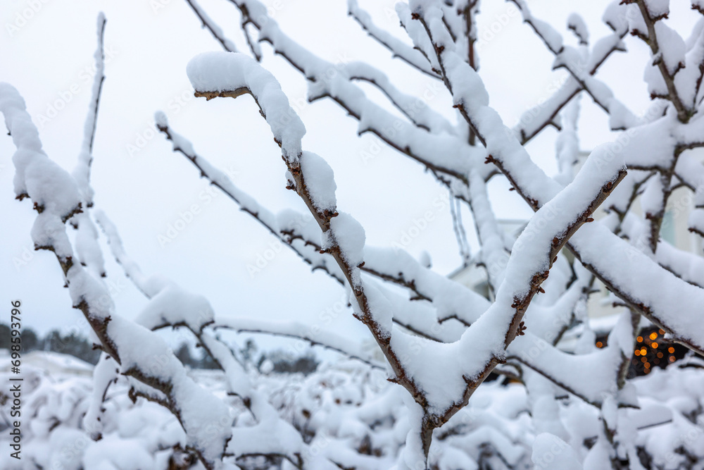Beautiful winter view of snow-covered branches of cherry tree on frosty winter day. Beautiful winter view of snow-covered branches of cherry tree on frosty winter day.