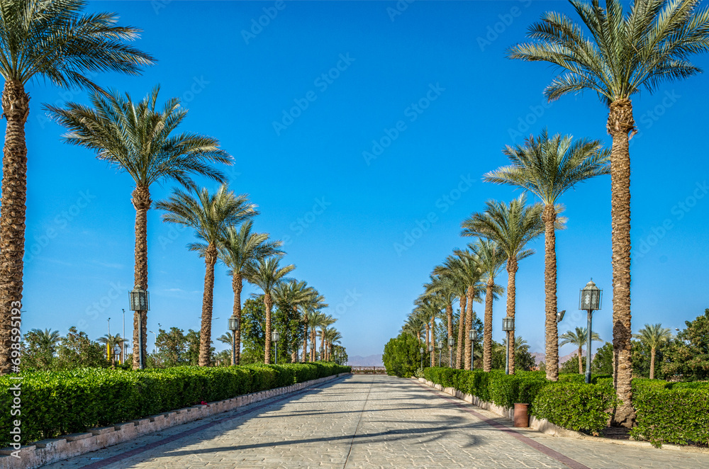 alley of date palms Egypt Sharm El Sheikh South Shinai against t