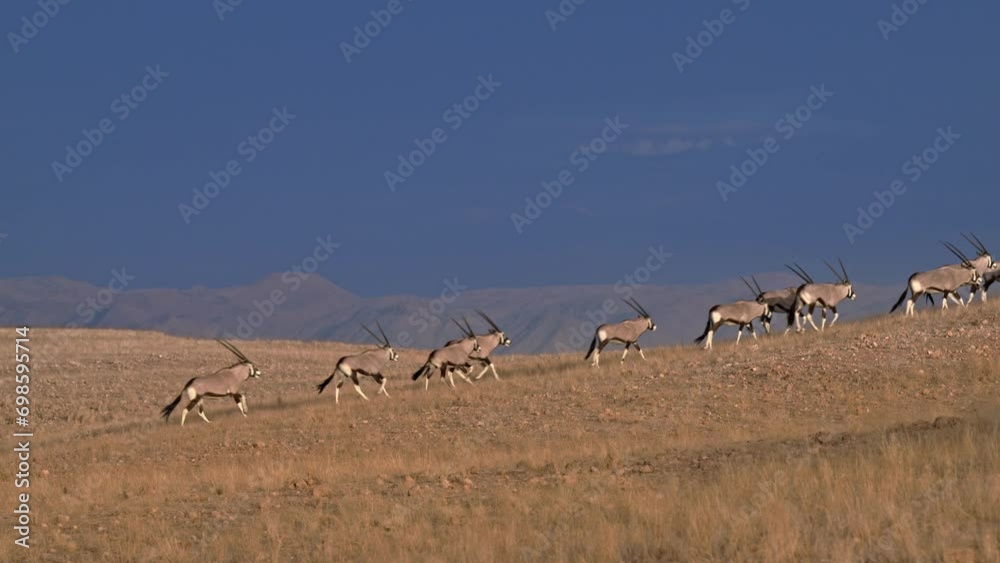 huge herd of Oryx antelope (Oryx) migrating in Namib-Naukluft-Park, Namibia, Africa huge herd of Oryx antelope (Oryx) migrating in Namib-Naukluft-Park, Namibia, Africa
